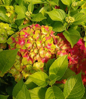 Hydrangea macrophylla 'Glossy Lips'®
